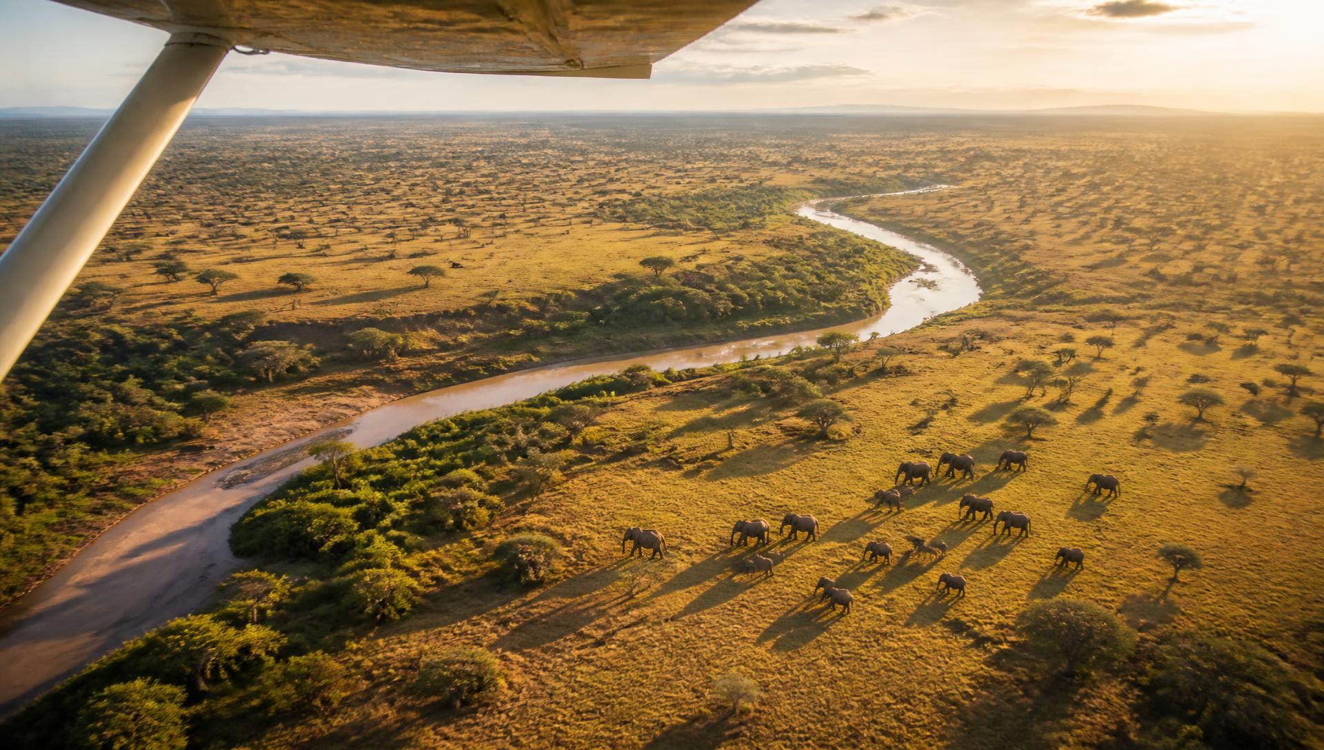 Aerial view of elephants crossing the Maasai Mara savannah